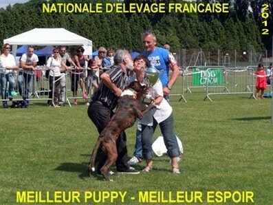 De la Cour des Lys - NATIONALE d'ELEV. : GIOTTO Meilleur Puppy - Meilleur Espoir